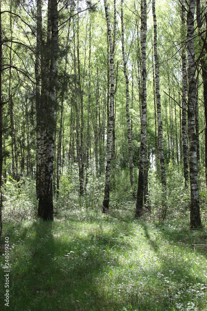 Fototapeta premium Forest glade in the spring with the first green leaves, bright green grass and white trunks of birches.