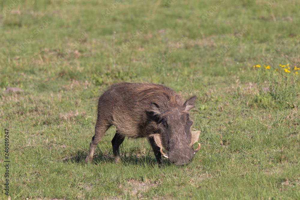 Fototapeta premium Warthog in the meadow, South Africa