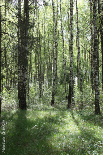 Forest glade in the spring with the first green leaves, bright green grass and white trunks of birches.