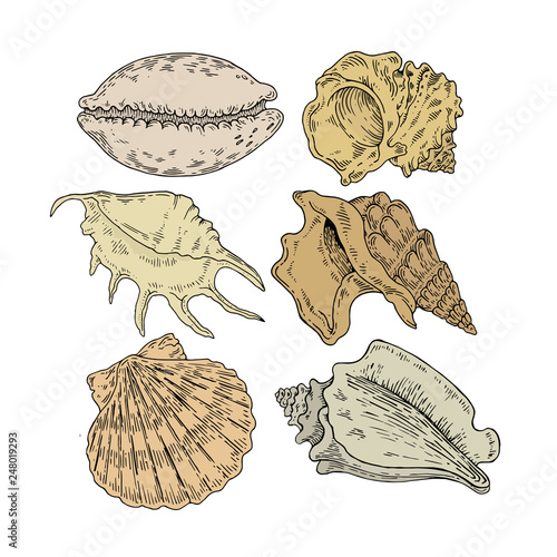 seashells set