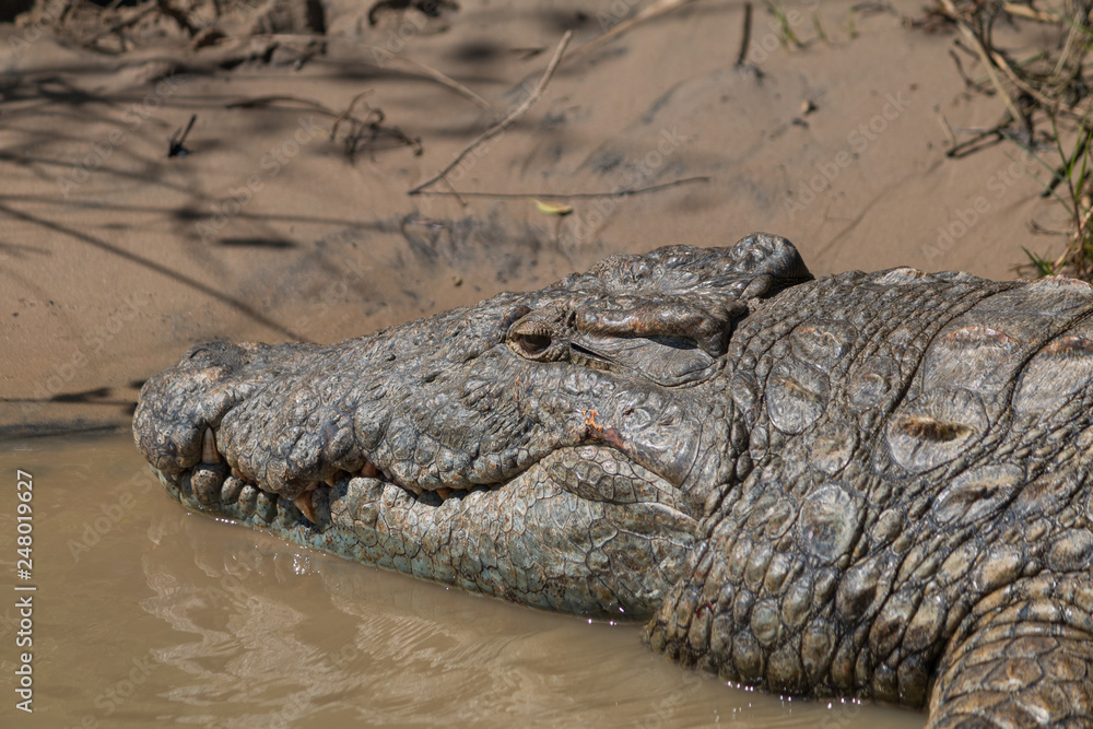 Naklejka premium Crocodile at the shore of the river, South Africa