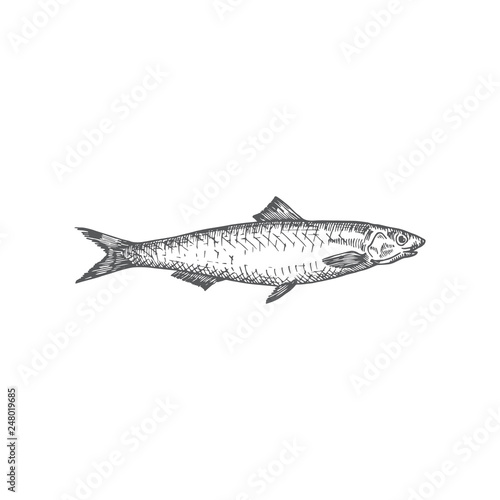 Anchovy Hand Drawn Vector Illustration. Abstract Fish Sketch. Engraving Style Drawing.