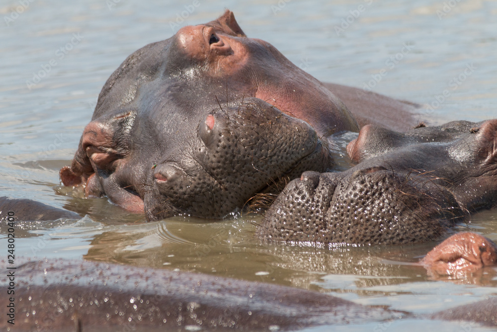 Hippopotamus in the river, South Africa Hippopotamus in the river, South Africa