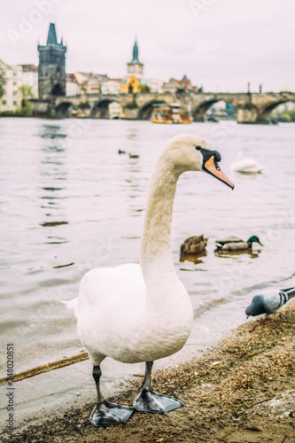 Swan by the Vltava river and Charles bridge in Prague