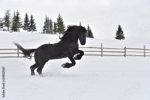 Beautiful Black horse at the farm running wild, Frisian horse 
