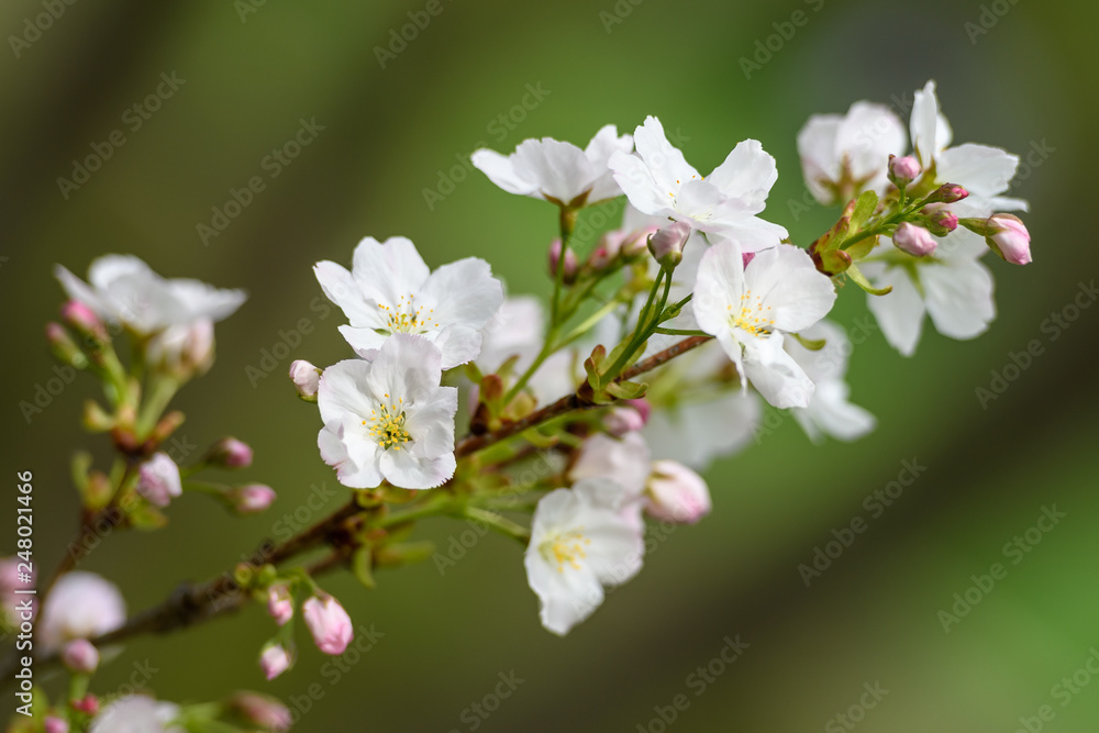 Beautiful white Japanese cherry blossoms in spring season, sakura Beautiful white Japanese cherry blossoms in spring season, sakura