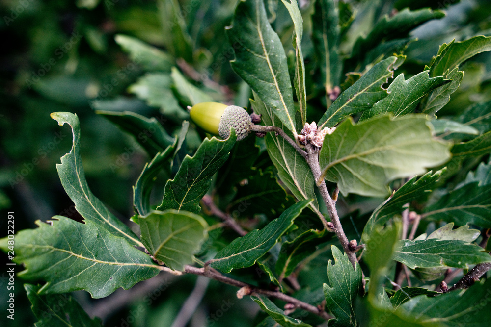 Obraz premium Quercus x turneri Pseudoturneri - Turners Eiche, Wintergrüne Eiche