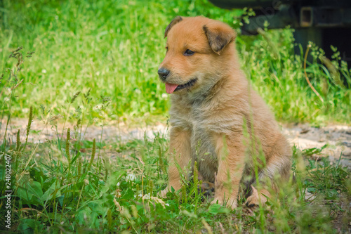 Tan Puppy Sitting in the Grass