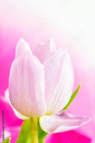 Tender beautiful tulip flower close up