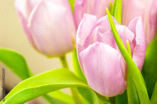 Spring tulip flowers background