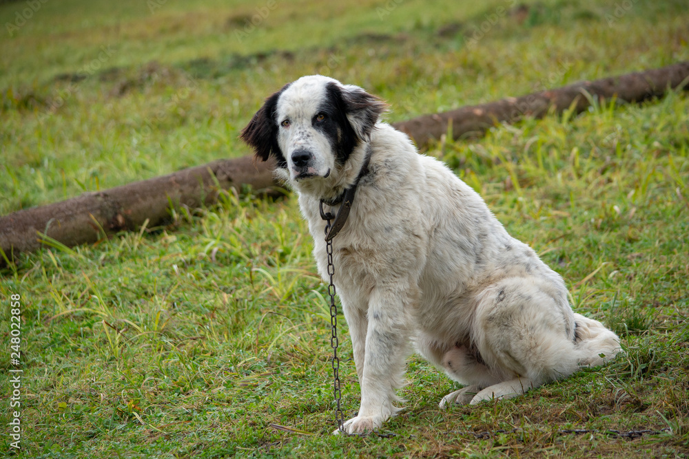 Shepherd dog at the farm in Romania 