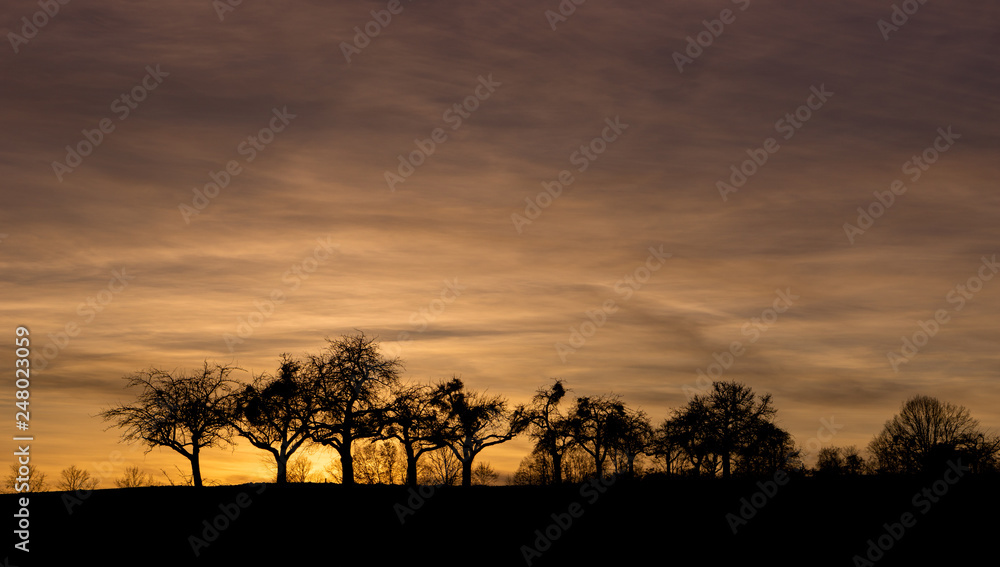 Row of trees in the sunset