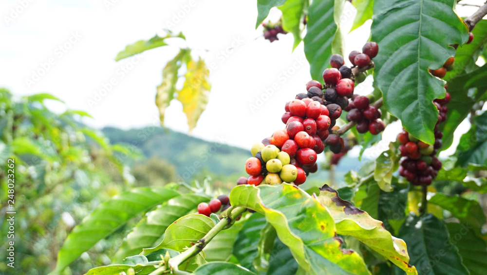 Branch with immature beans of Indonesian coffee luvak red, brown and green in bright colors in daylight on the coffee plantation Branch with immature beans of Indonesian coffee luvak red, brown and green in bright colors in daylight on the coffee plantation