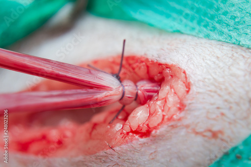 Double ligation on uterine horns of a cat in ovariohysterectomy surgery, to prevent bleeding photo