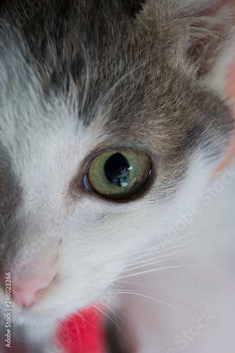 Close up half of face of a kitten. 