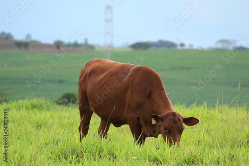 Cow Senepol
