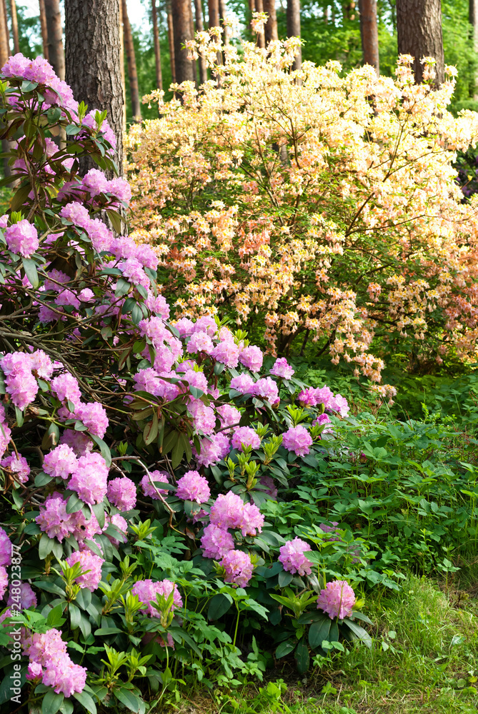Beginning of summer. Blossoming bushes a rhododendron Beginning of summer. Blossoming bushes a rhododendron
