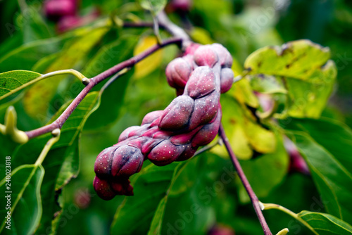 Magnolia sprengeri Diva - Sprenger-Magnolie
