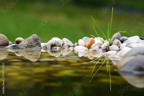 Wasp on water with stones. ...