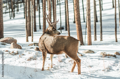 Mule Deer in National Park