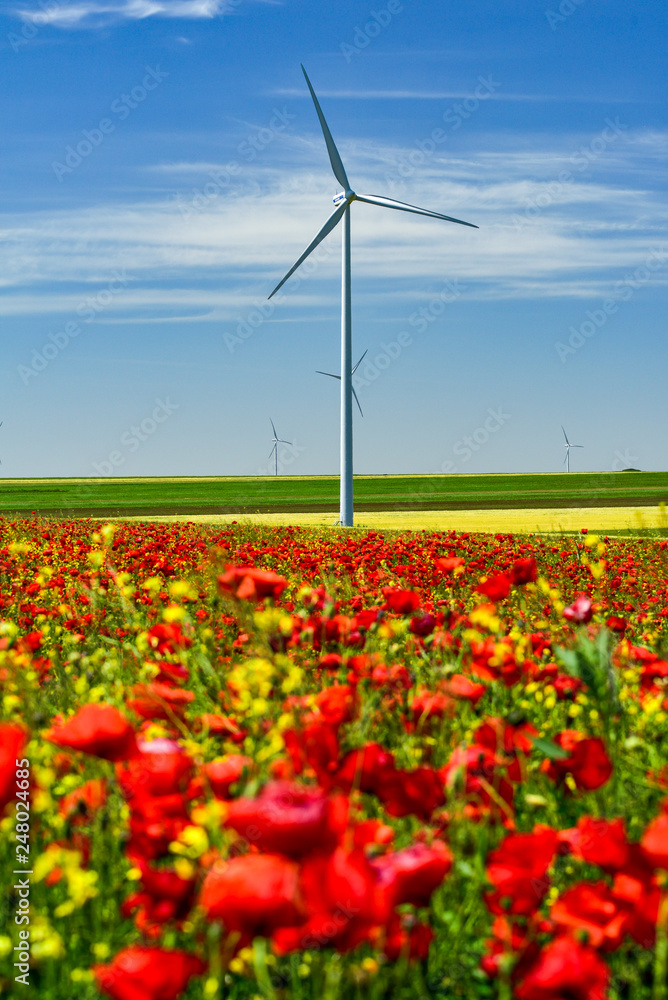 Poppy fflowers fields in spring time with eolian windmill, Romania 