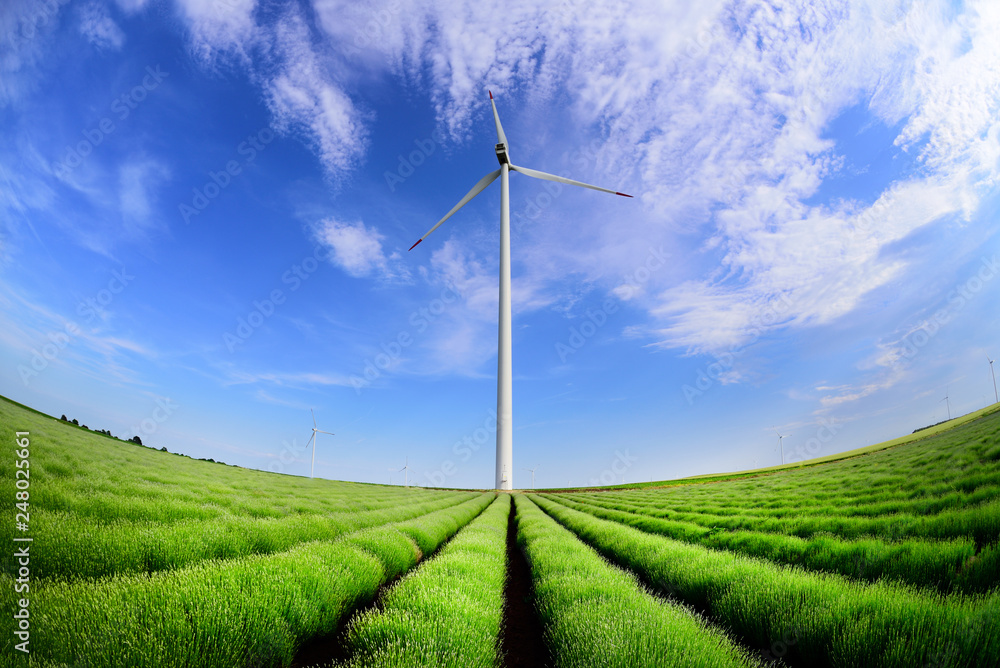 Wind turbine in a lavender field with blue sunny sky Wind turbine in a lavender field with blue sunny sky