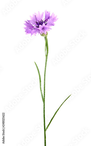 Purple flower of knapweed isolated on white background