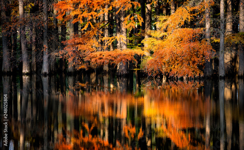 Autumn trees reflections in water, flooded forest
