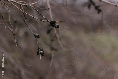 Dried Berries on a tree branch