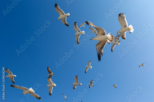 Many seagulls fly against the blue sky