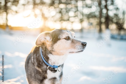 Fototapeta Naklejka Na Ścianę i Meble -  Beautiful dog in a winter sunny day.