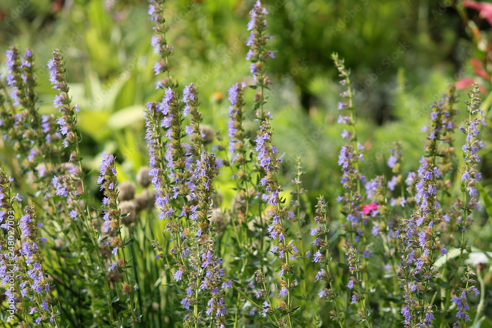 Fototapeta premium Blue hyssop (Hyssopus officinalis). General view of group of flowering plants in garden