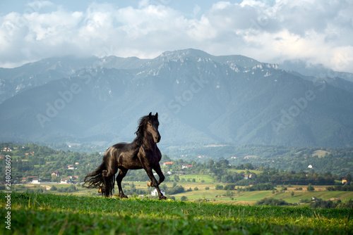 Black Friesian stallion in Transylvania, Romania landscape in the background