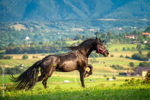 Black Friesian stallion in Transylvania, Romania landscape in the background © Eduard