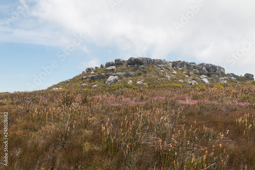 At the plateau of the table mountain, South Africa
