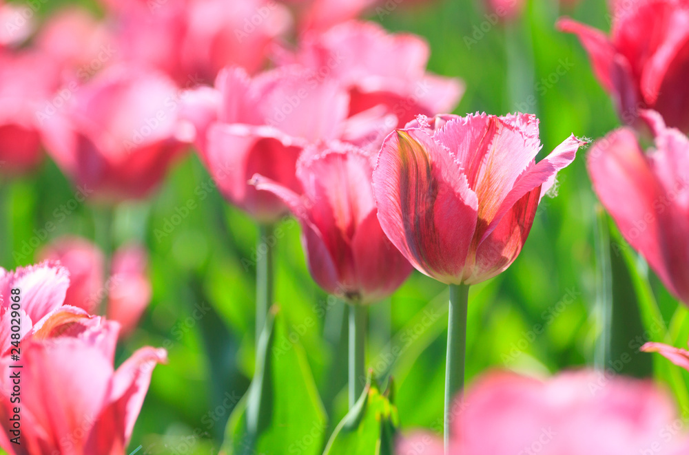 Flowerbed of pink tulips