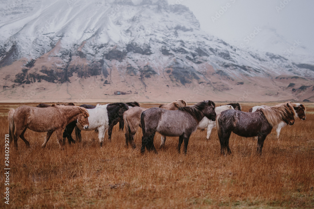 Fotografie Caballos en Isandia