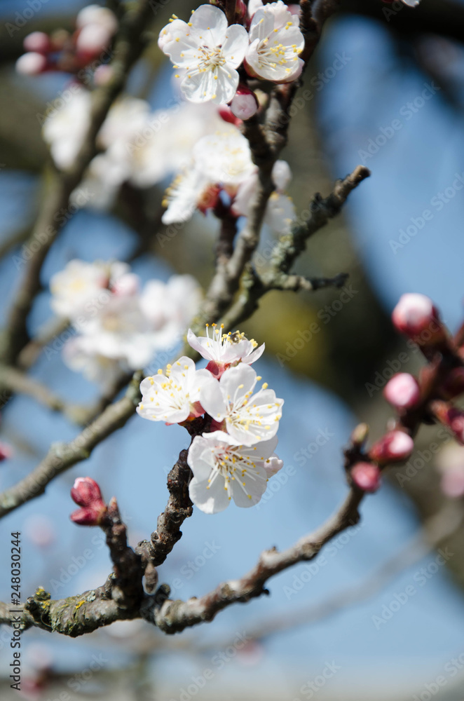 flowering peach, bloom of trees in spring, peach tree flowers flowering peach, bloom of trees in spring, peach tree flowers