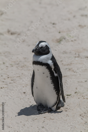 Jackass Penguin at Boulders beach, South Africa