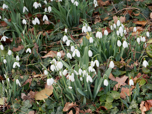 Galanthus nivalis - Perce-neige ou galanthe des neiges, fleur d'hiver. photo