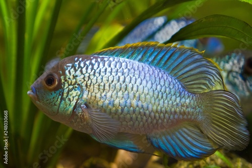 Nannacara anomala neon blue, freshwater cichlid fish, young male in spawning colors, natural aquarium, full body nature photo © Valeronio