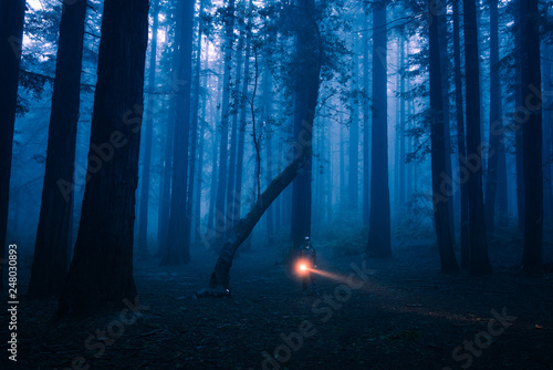 Person in the forest