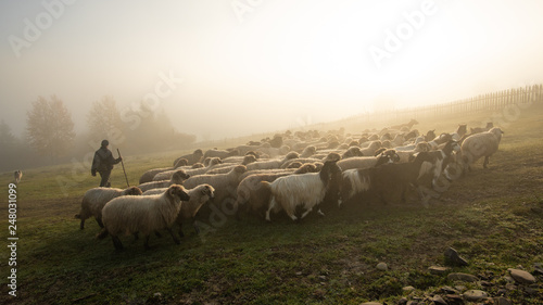 Romanian shepherd  on the hills of  Transylvania , Romania 