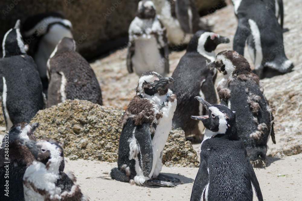 Naklejka premium Jackass Penguin at Boulders beach, South Africa