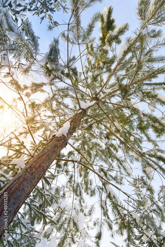 Forest landscape. Bottom-up view of tall trees..