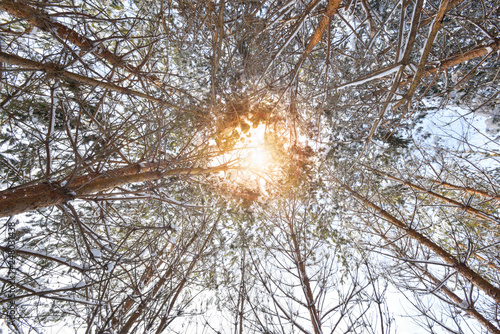 Winter forest landscape and sunlight through the trees.
