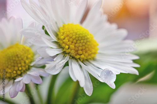 spring marguerite or Wild daisy