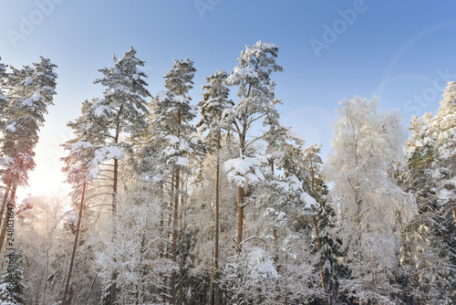 Snow-covered forest and bright sunlight..