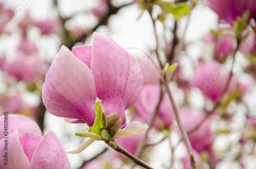 Magnolia. A very beautiful flowering magnolia tree. spring flowers