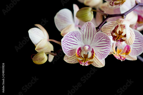 Weiße Orchideen vor einem schwarzem Hintergrund
